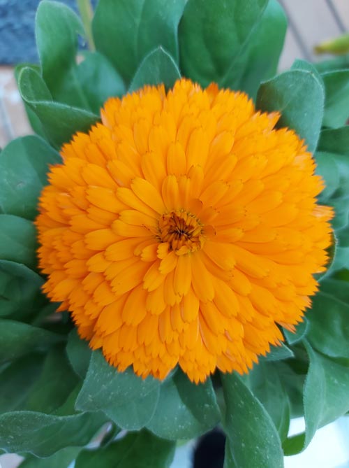 Calendula